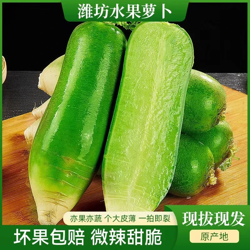 山东潍坊水果萝卜青萝卜脆甜微辣现拔现发清脆爽口