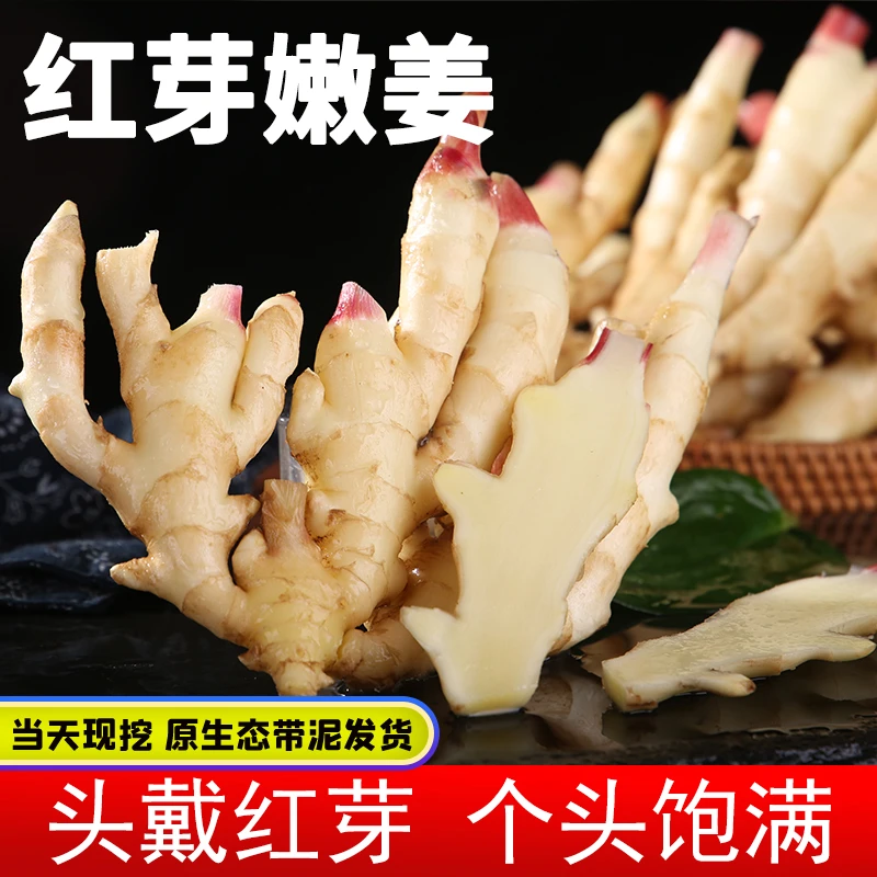 山东红芽嫩姜新鲜仔姜糖醋泡姜当季5斤装包邮