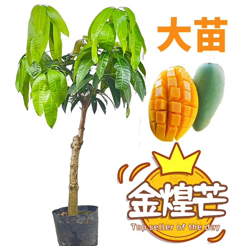 芒果树苗金煌种植芒果树苗盆栽地栽带土带叶发货栽培常绿成活耐寒
