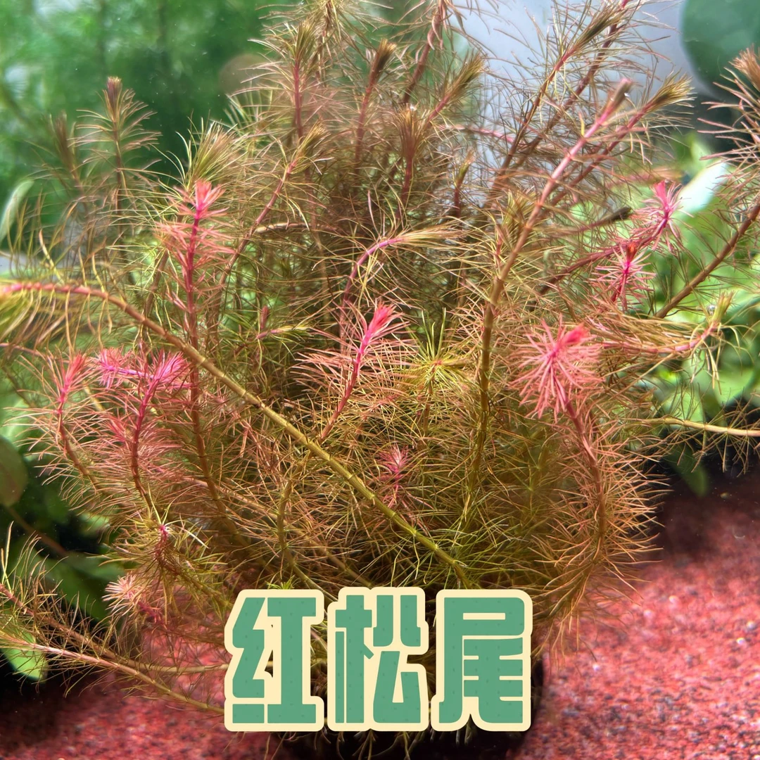 (红松尾坨草)懒人水草适合新手无需种植