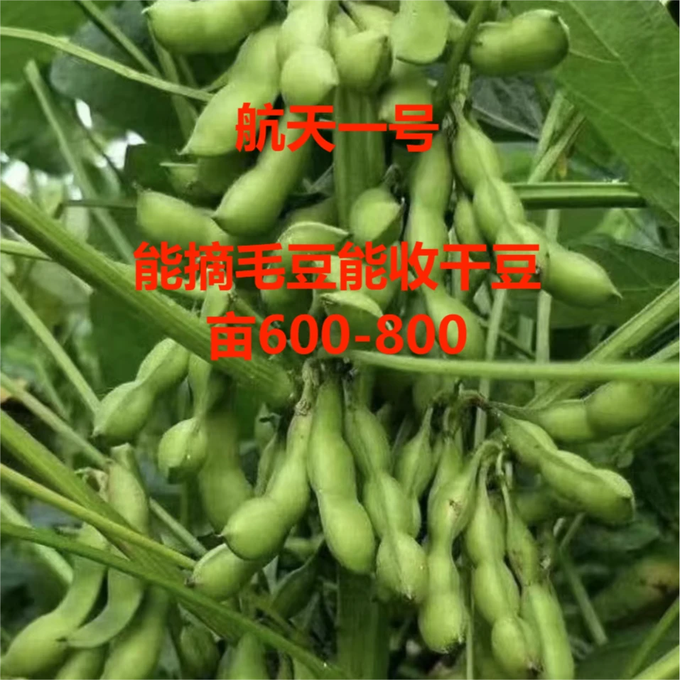 一号航天大豆套餐可六百八百高产品质农业增收