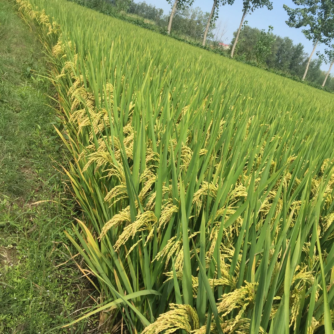 直播洁田杂粳津粳优2018二斤套餐-特定除草剂可防除再生稻和杂草