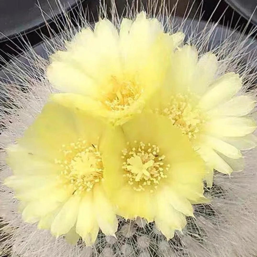 实生白小丁小号仙人球2颗1组开花植物阳台植物趣味好养