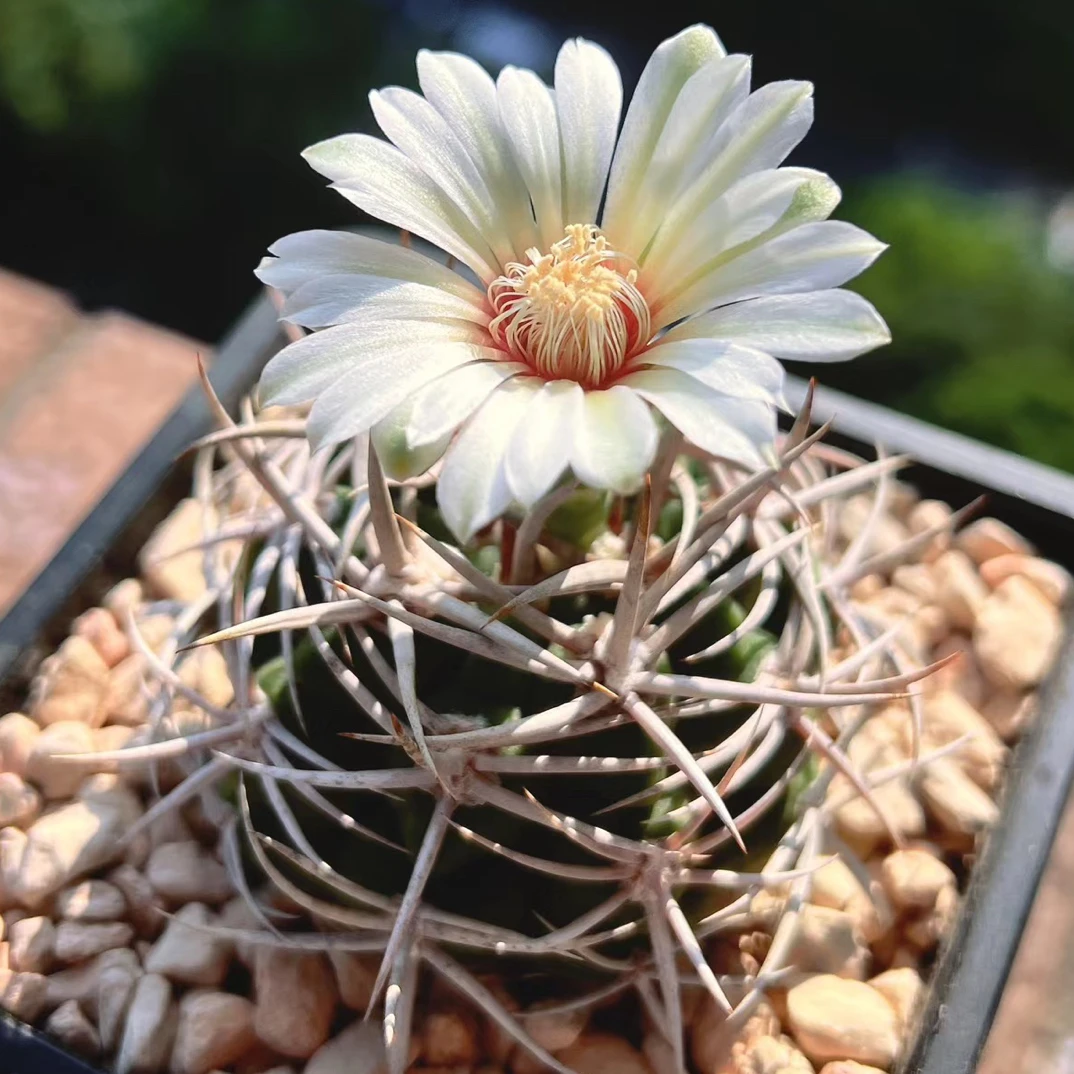 碧岩玉仙人球多肉植物趣味好养