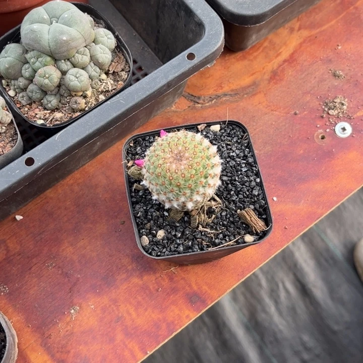 玥*?神惠丸仙人球开花