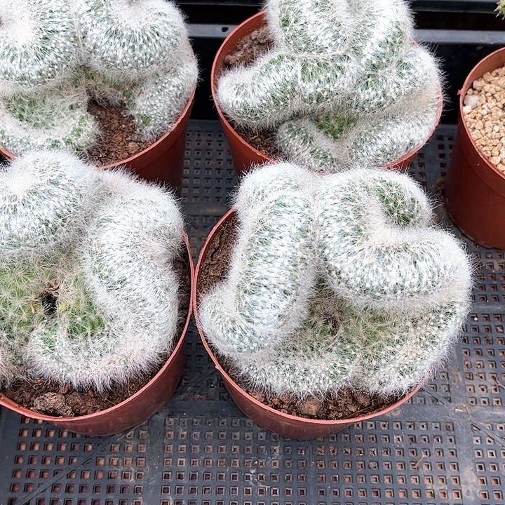 芳香丸缀化开花好看