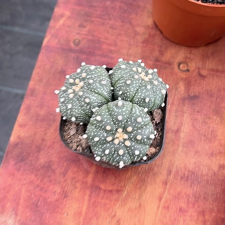 香**茶星兜群仙人球开花