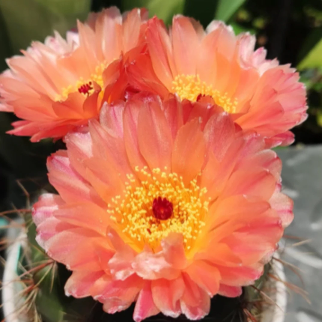 橙花青王大号火焰青王仙人球多肉植物