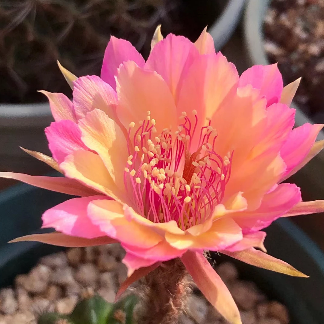 极光仙人球多肉植物趣味好养两颗一组