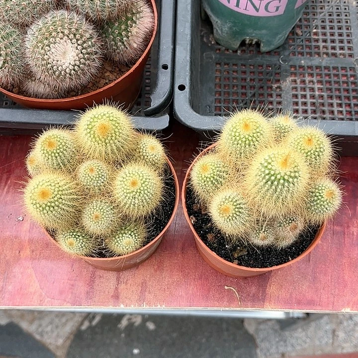 金丝猴仙人球仙人球