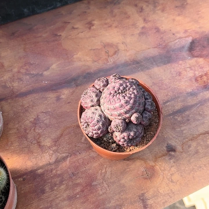 李**?红丽丸仙人球仙人球