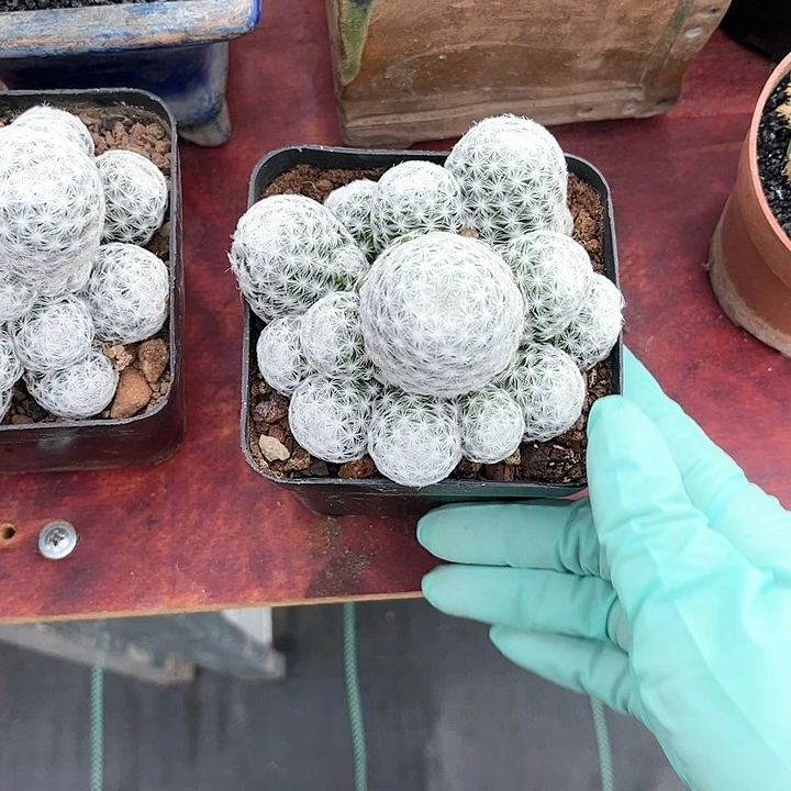 姬春星仙人球开花