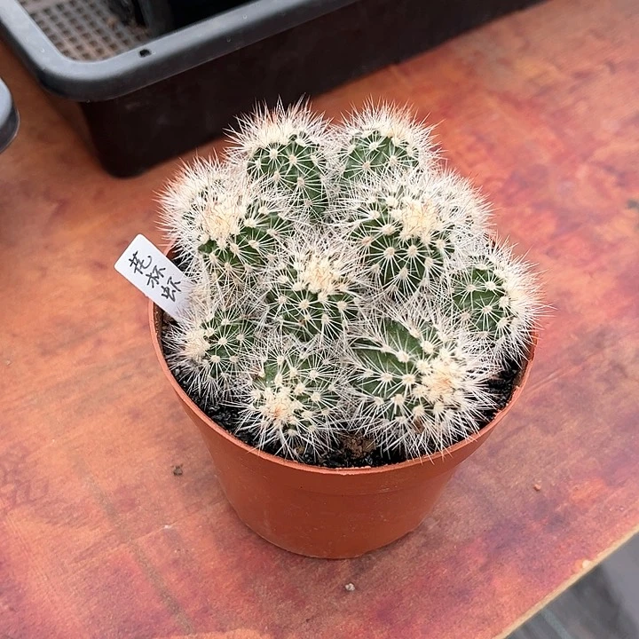 莹*花杯虾仙人球开花