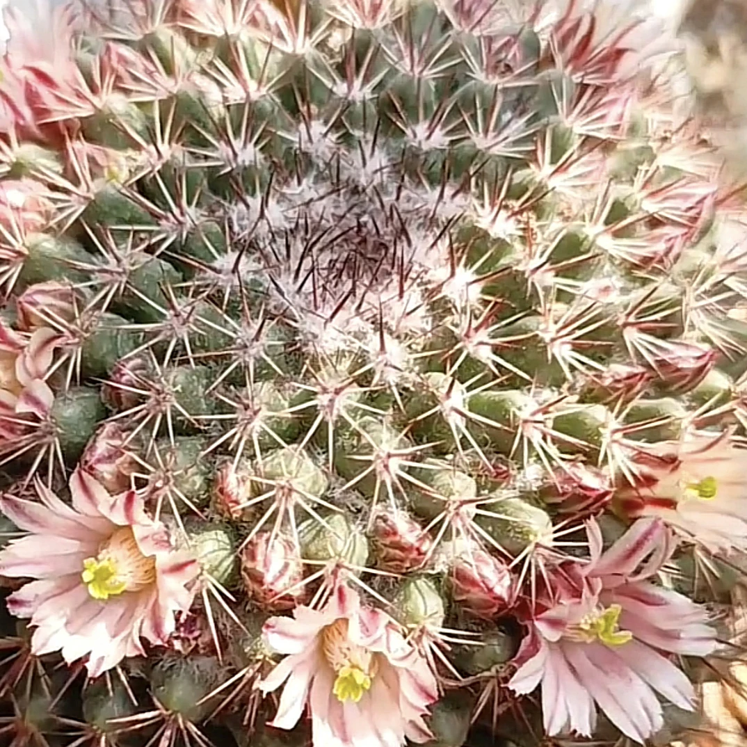 紫光殿仙人球多肉植物趣味好养