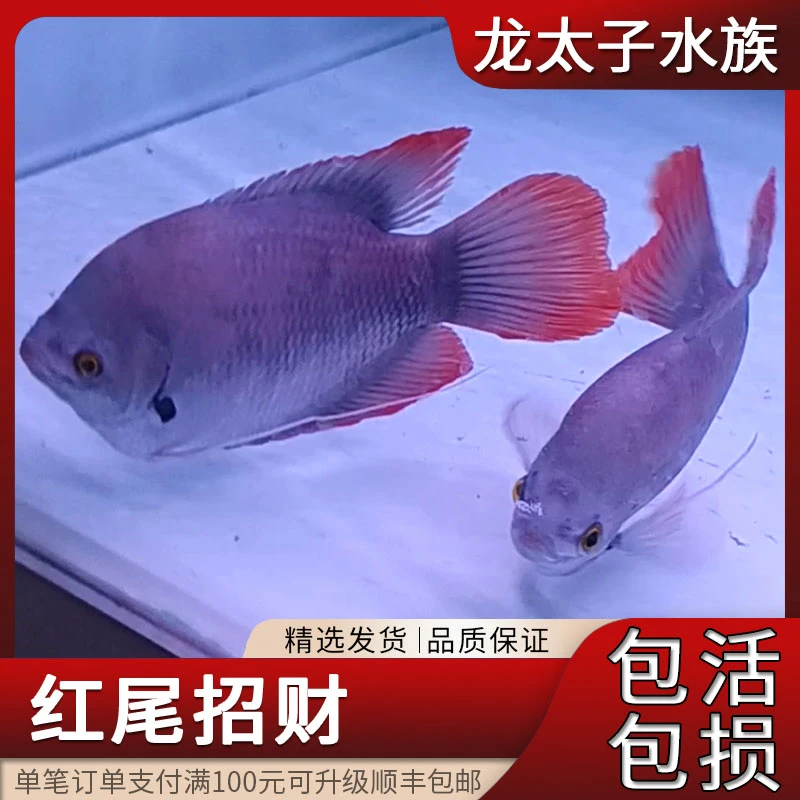 红尾招财观赏鱼黑色风水鱼招财转运古代战船龙鱼配鱼淡水热带活体