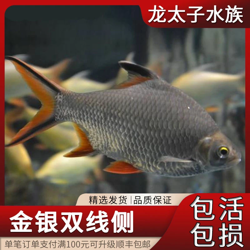 金银双线侧精品热带观赏鱼泰国鲫活体金凤银凤龙鱼配鱼包邮包活