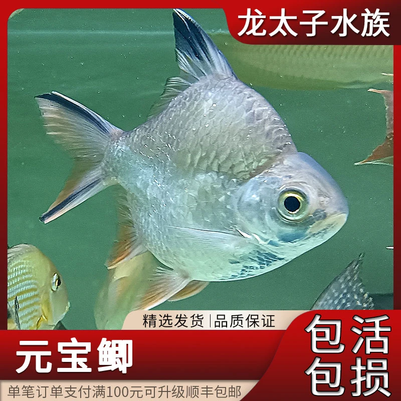 元宝鲫金银淡水龙鱼配鱼观赏鱼短身活体零号元宝鲫热带包邮报损