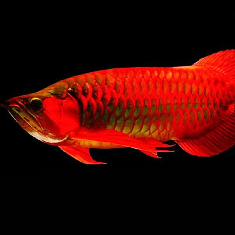 印尼精品红龙大型热带淡水观赏鱼 证书芯片齐全 包活到家