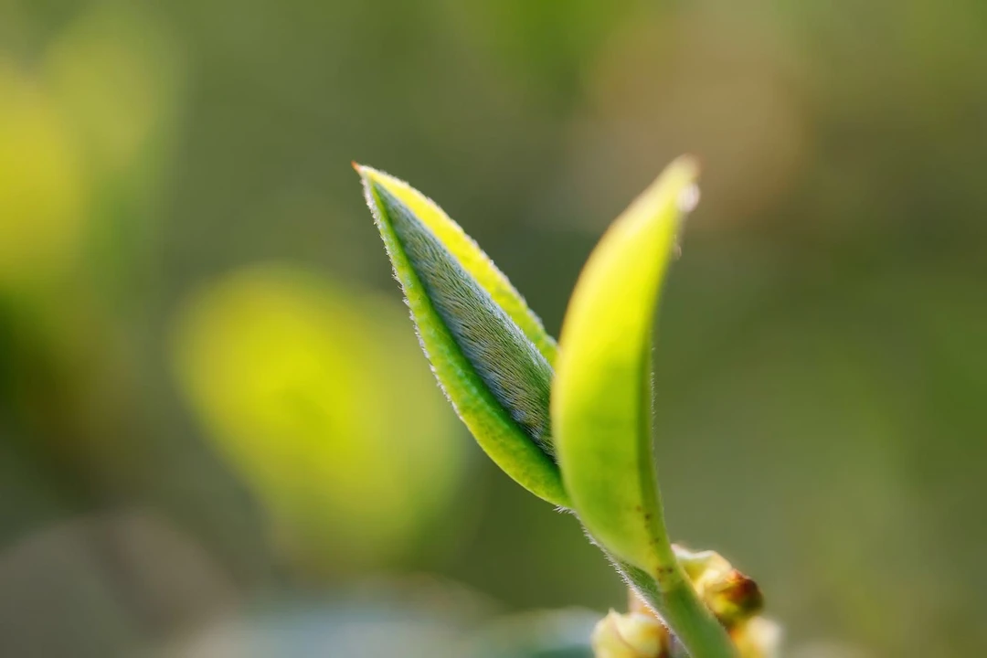 冰岛老寨26号 下播福利2020春茶龙珠