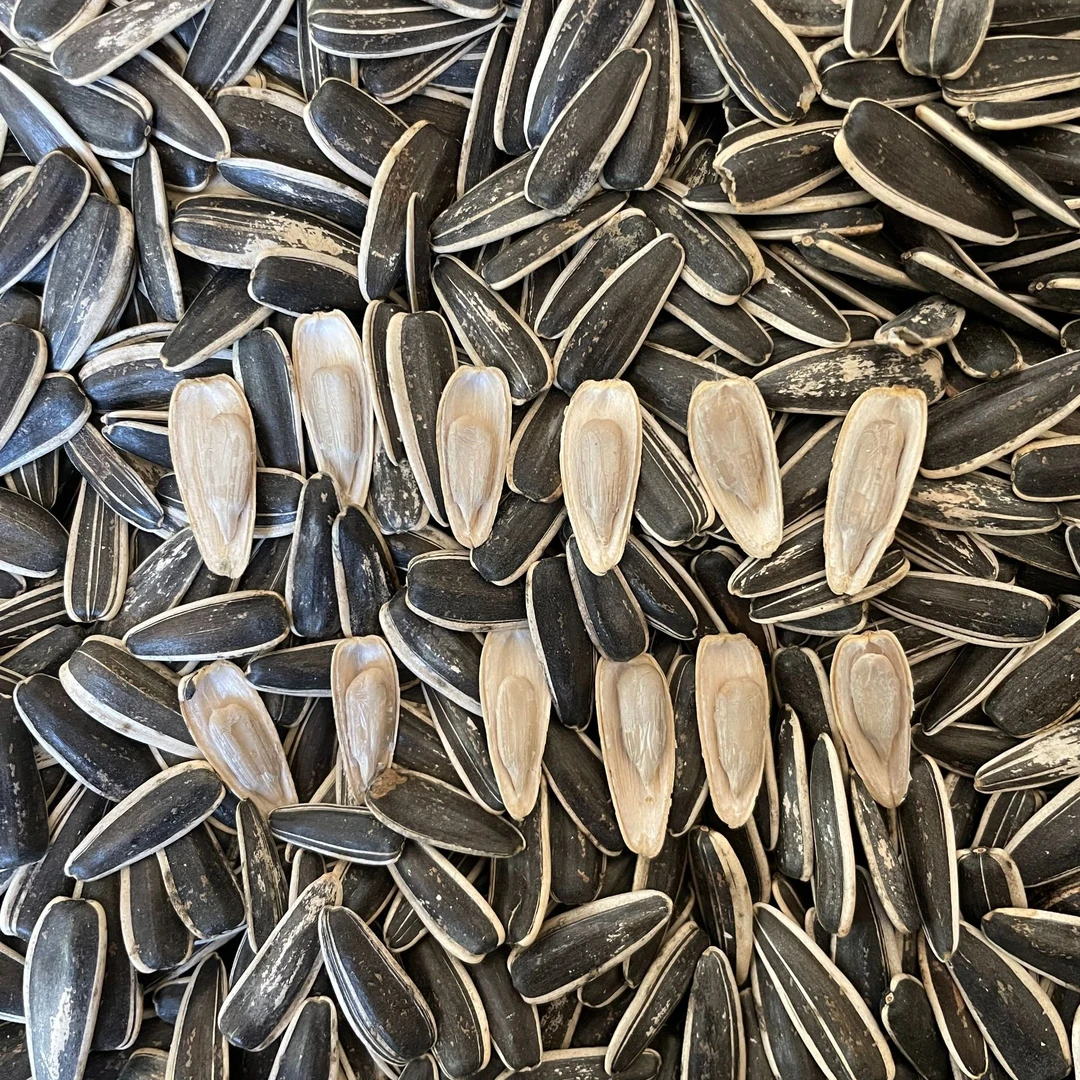 2斤新鲜中颗粒生瓜子葵花籽产地直发