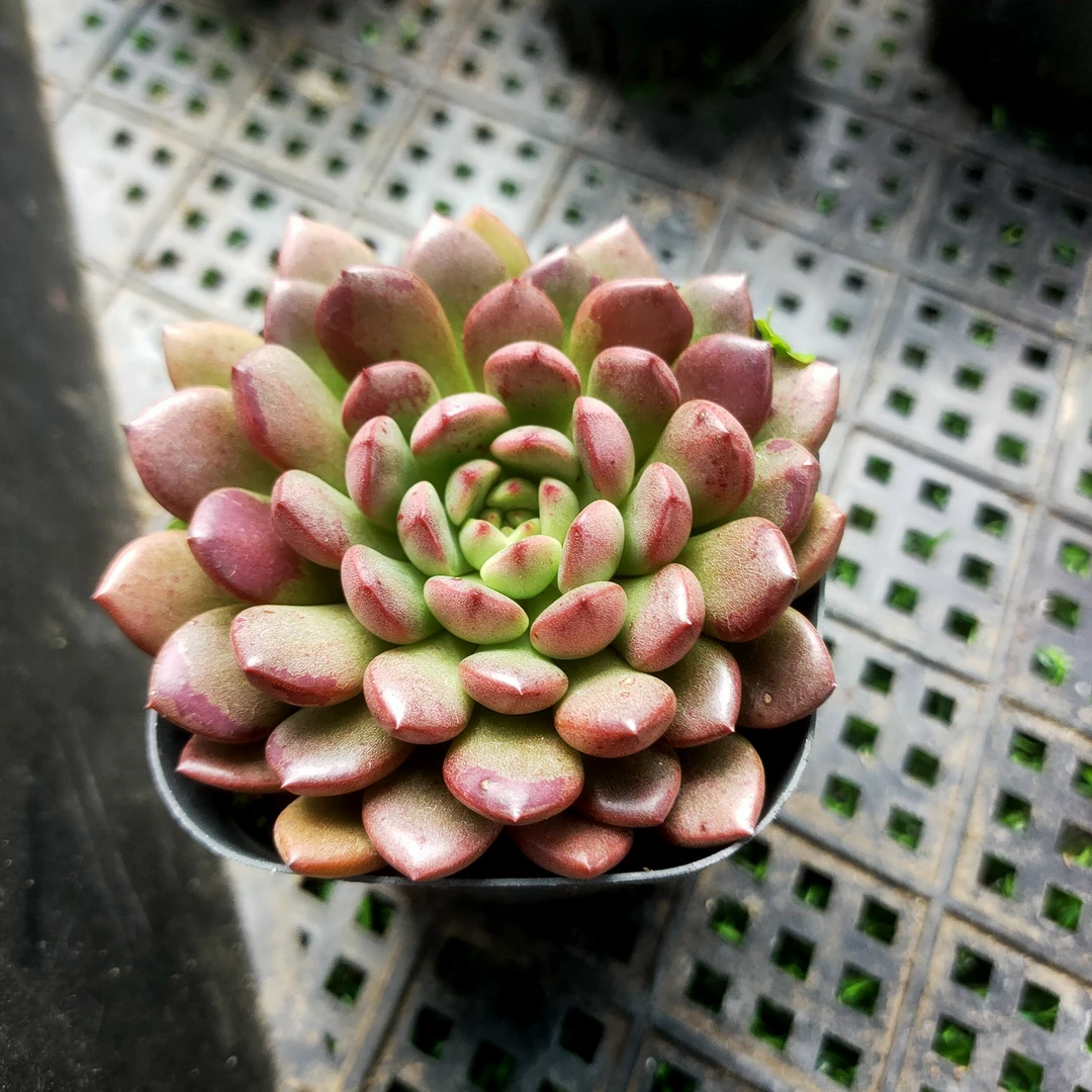 红宝石 小满20包邮 6厘米不带盆土发货轻微掉叶 长沙星昊多肉植物