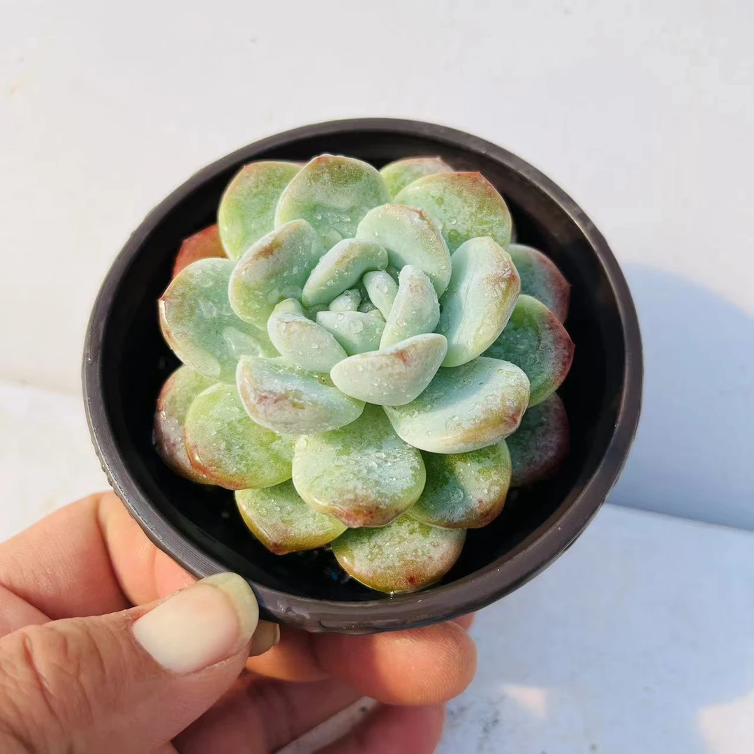 冰玉 满20包邮发货 冠幅8厘米  多肉植物脱土发货湖南