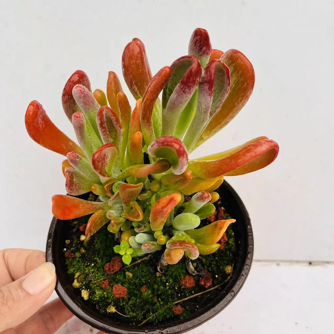 火狐狸 满20包邮发货 多肉植物 绿色的湖南长沙星昊多肉