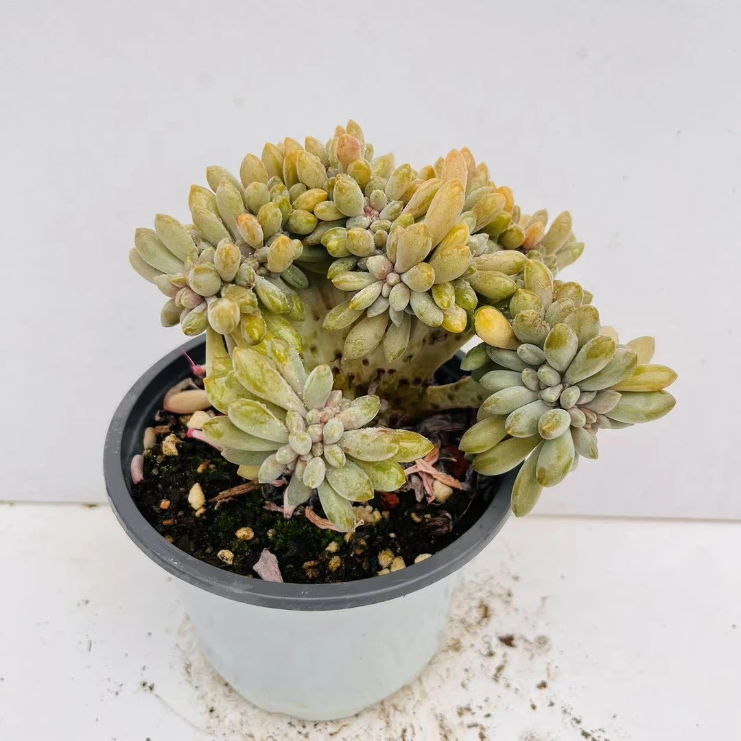 醉美人缀化 发2盆 满20包邮脱盆土发货多肉植物 湖南星昊多肉基地