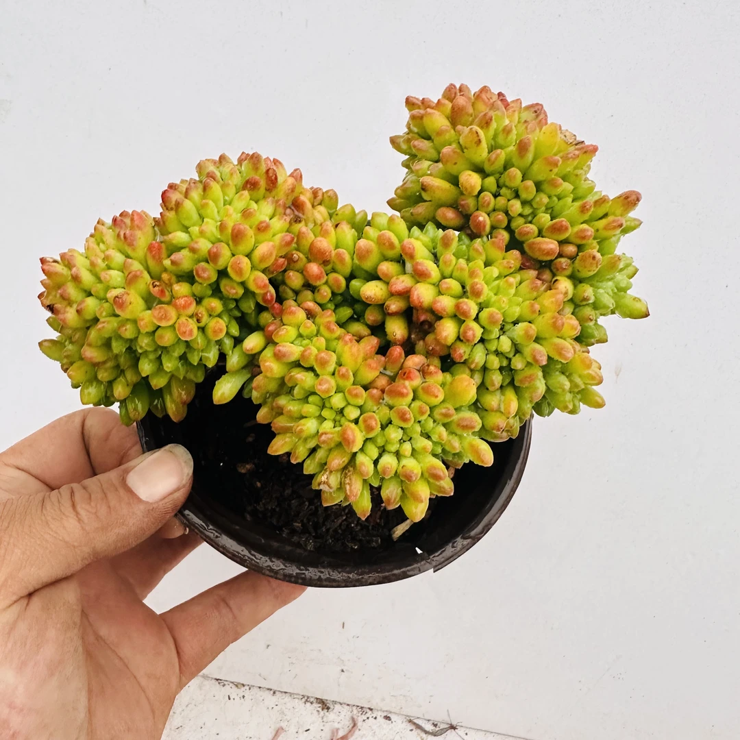 春萌缀化 满20包邮脱土发货 多肉植物 湖南长沙星昊多肉