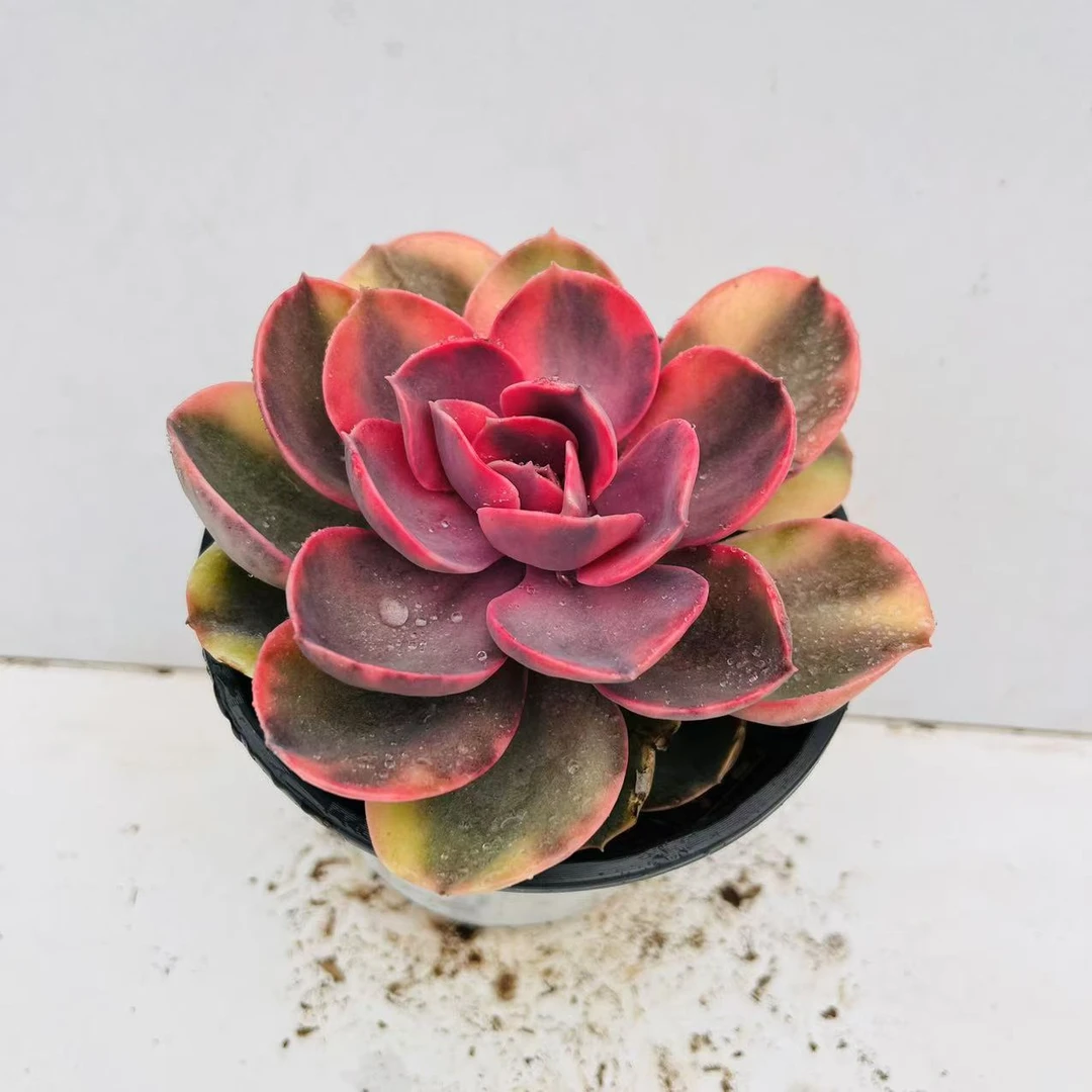 彩虹 满20包邮 自然锦轻微掉叶不包 多肉植物脱土发货星昊多肉