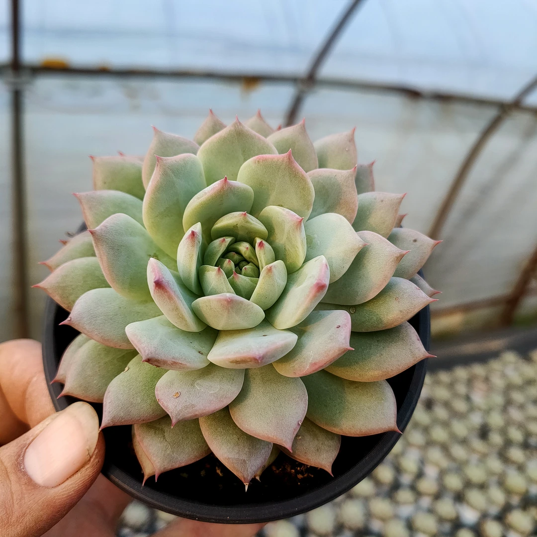 TP 蒂比 满20包邮 不带盆土发货轻微掉叶长沙星昊多肉植物