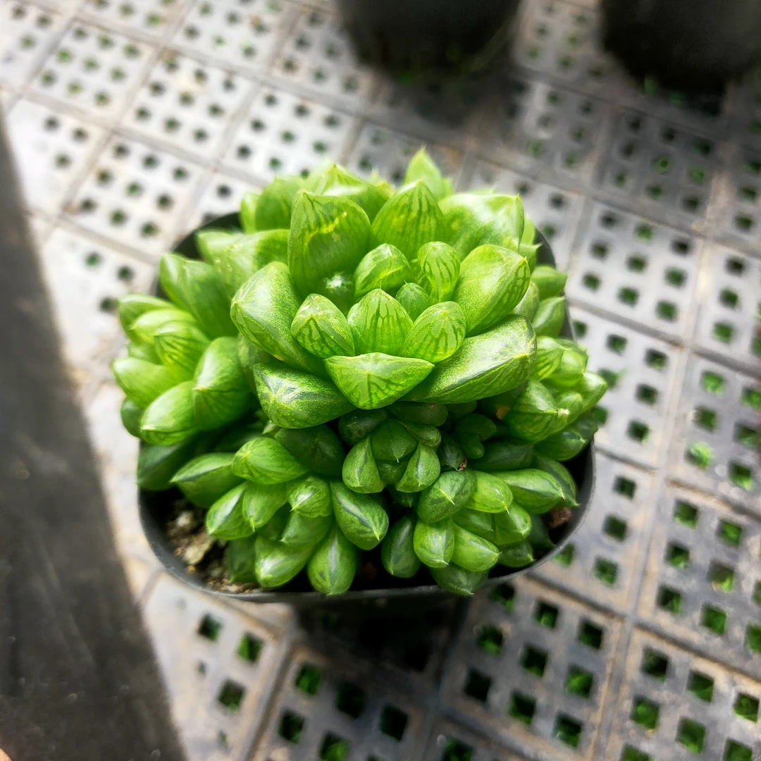 玉露 小满20包邮 5厘米不带盆土发货轻微掉叶  长沙星昊多肉植物