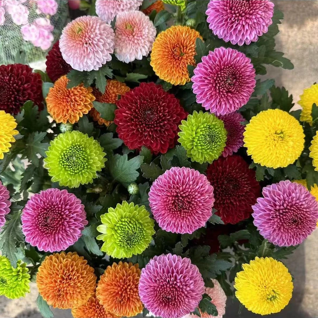 彩色乒乓菊两盆 高颜值 耐寒耐热·