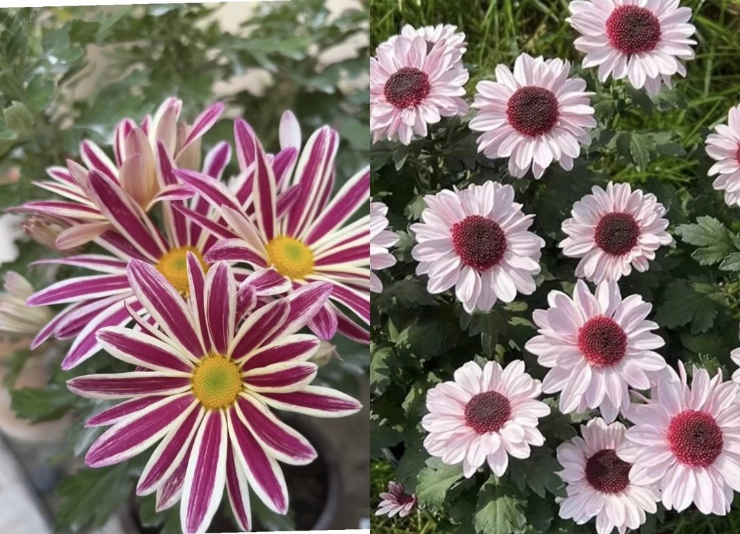 甜心草莓泡泡菊+斑纹小雏菊  四季开花 庭院阳台  易养