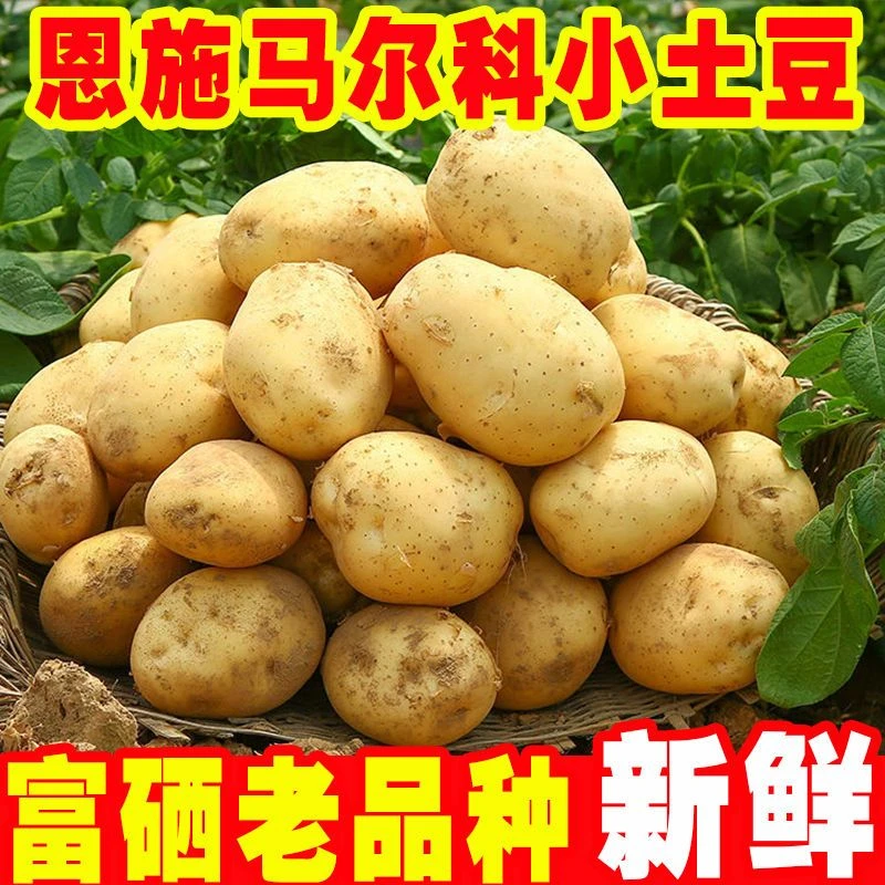 恩施高山富硒马儿科小土豆农家自种
