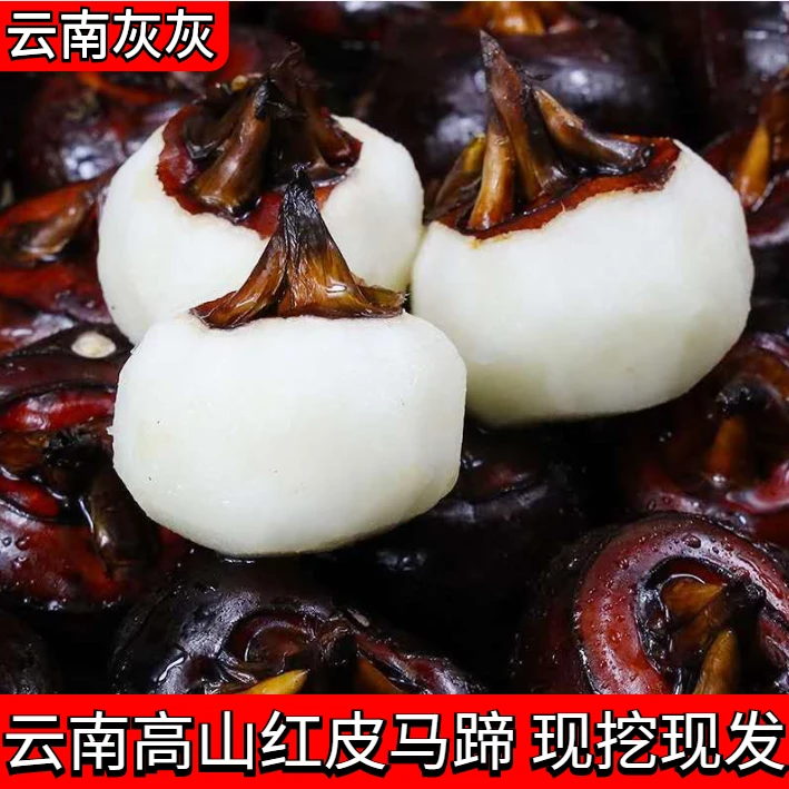 【云南灰灰】高山红皮马蹄|纯甜化渣荸荠|新鲜特大果地栗包邮 5斤