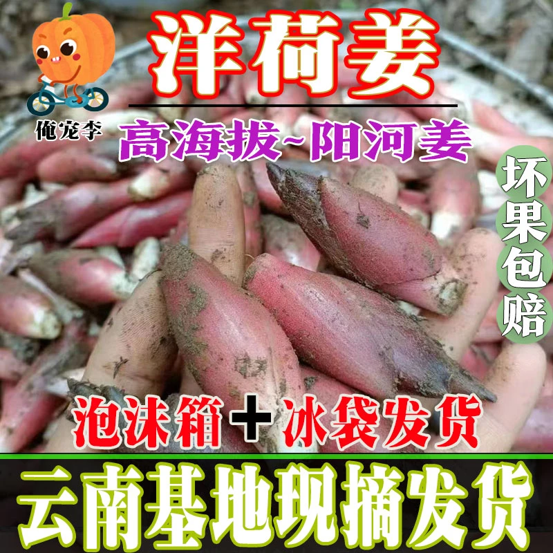 新鲜洋荷姜现摘现发阳荷姜洋荷笋洋霍阳合姜洋火蘘荷洋河凉拌蔬菜