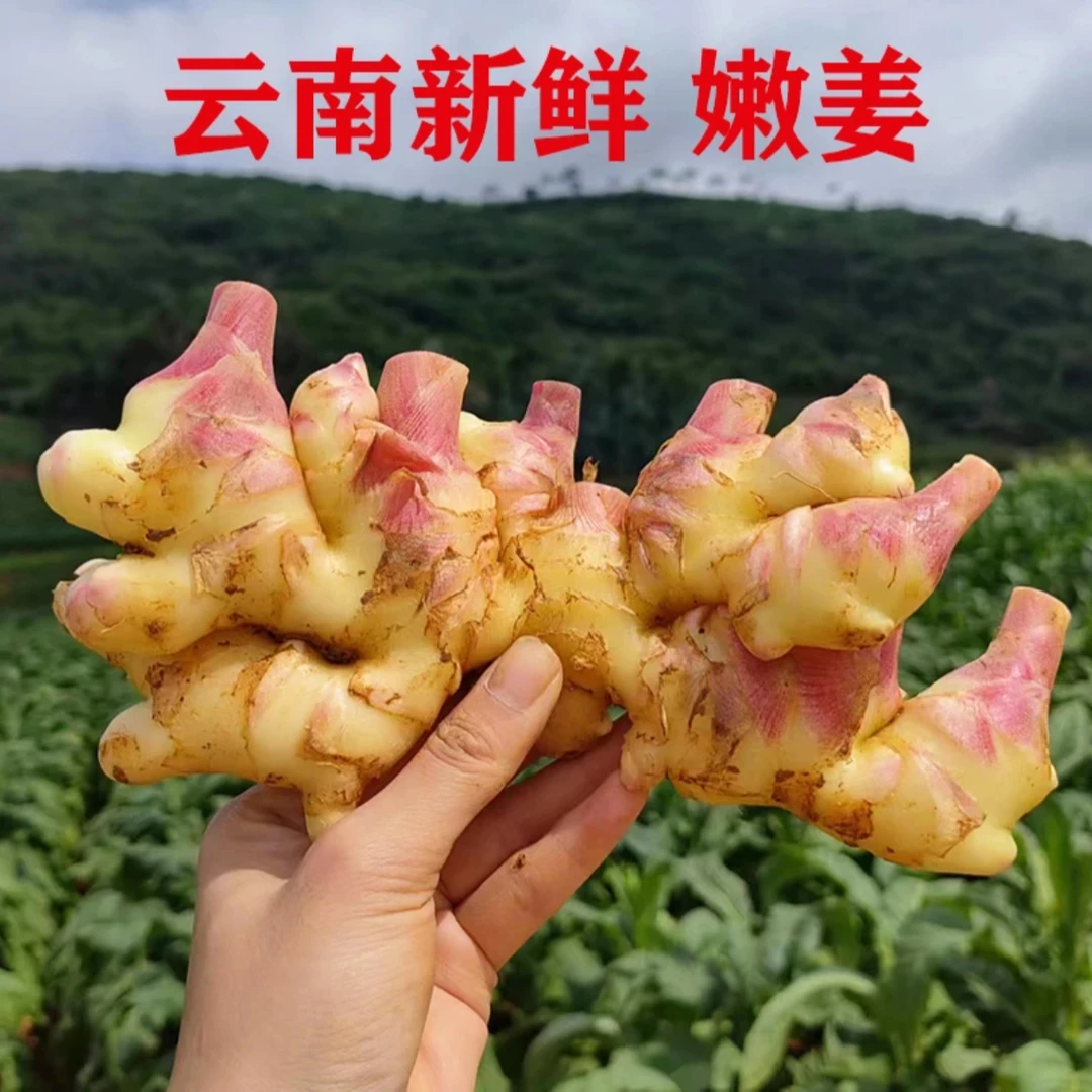 云南高山现挖小黄姜新姜3/5/9斤味浓辛辣产地批发