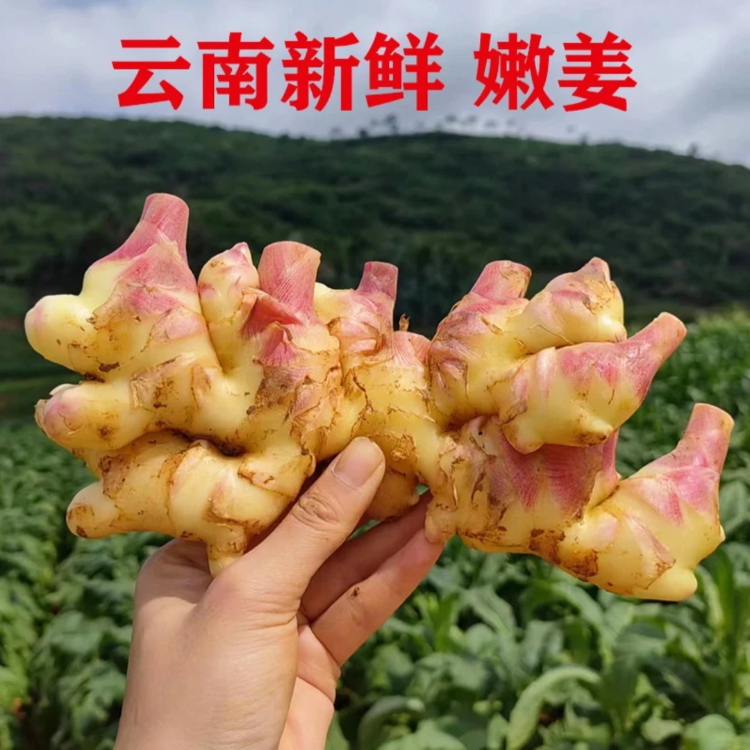 高山现挖小黄姜新鲜嫩姜泡姜月仔姜辛辣生姜产地批发整箱包邮