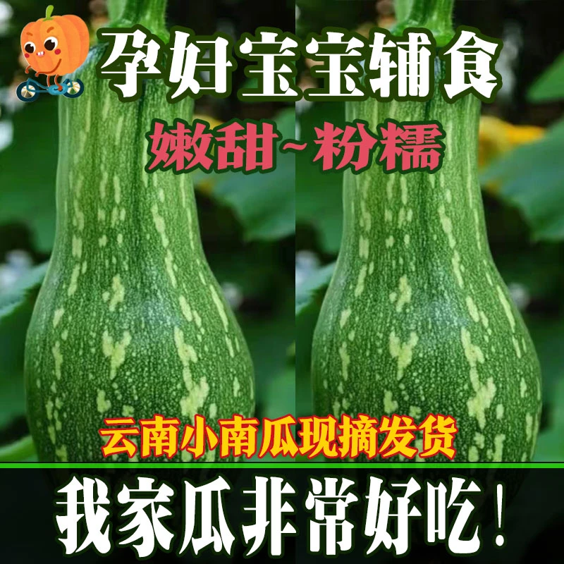 云南新鲜嫩南瓜小南瓜农家自种南瓜本土蔬菜 3/5/9斤现摘发货