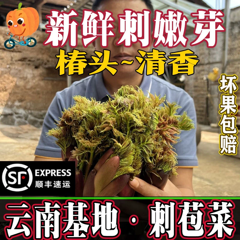 云南新鲜刺嫩芽山野蔬菜刺老芽树头菜刺龙芽红嫩芽顺丰包邮