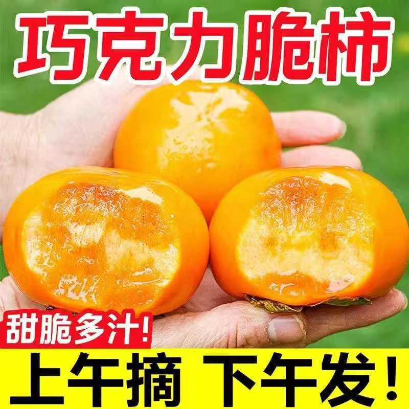 脆柿子巧克力柿子正宗新鲜秋季水果现摘生吃脆甜硬柿果园整箱精选