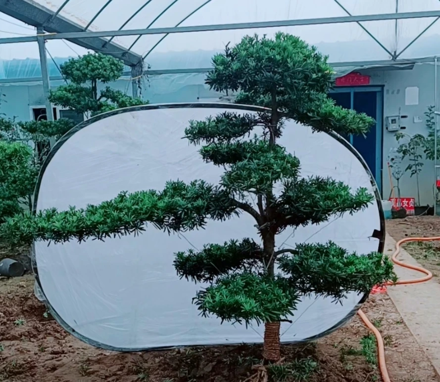 罗汉松 庭院别墅景观 一物一拍