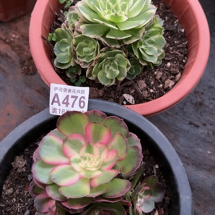 多肉法师淘宝福利