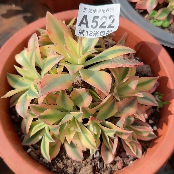 多肉法师枫叶法师