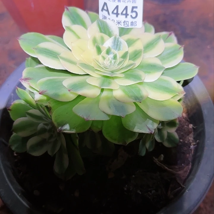 多肉法师伊丽莎白