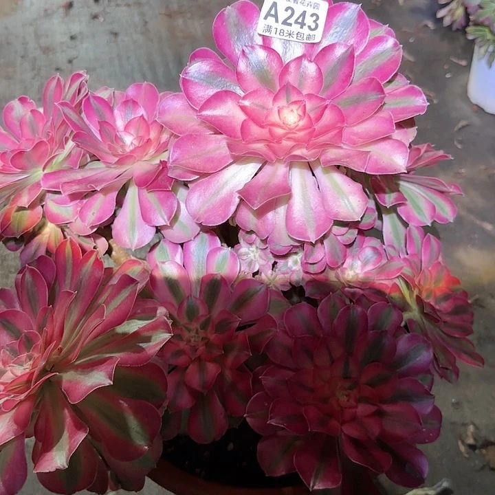 多肉法师粉女巫朵朵