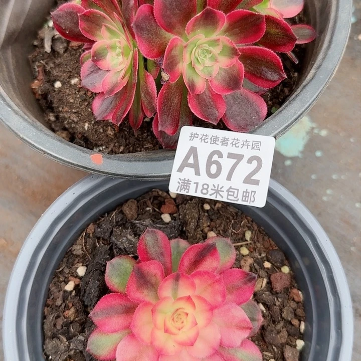 多肉法师淘宝福利