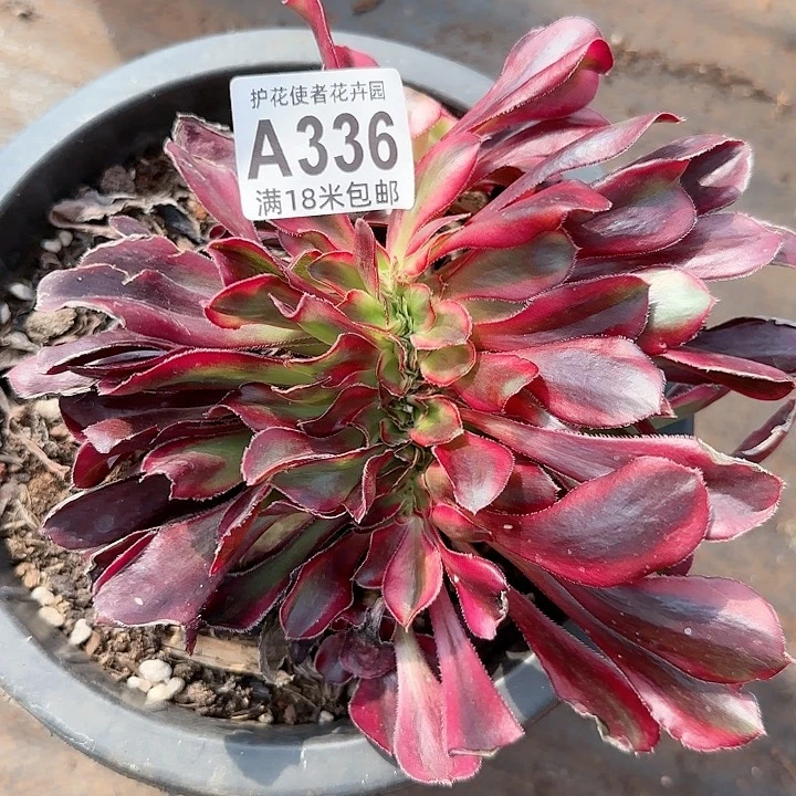 多肉法师香奈儿七彩