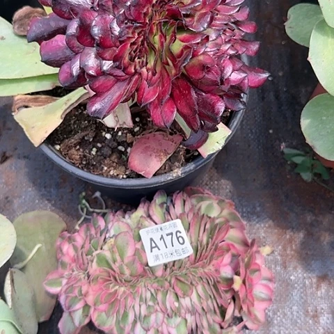 用****5多肉 缀化法师植物多肉